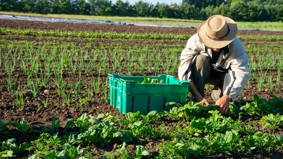 Τοπικοί παραγωγοί βιολογικών προϊόντων