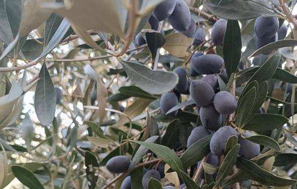 Ελιές Δελβηνιώτη