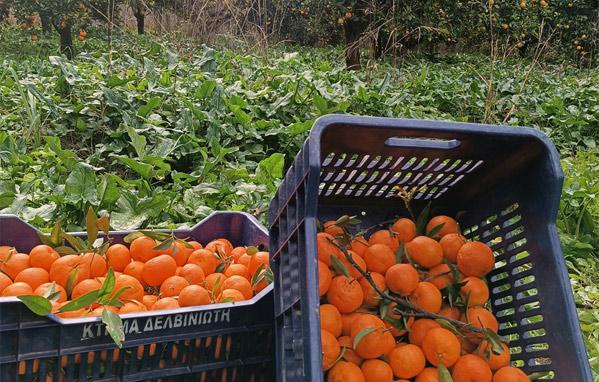 Πορτοκάλια Δελβηνιώτη